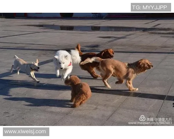 足球明星宠物大揭秘:他们最爱的动物伙伴都有哪些特点 足球明星宠物大揭秘:他们最爱的动物伙伴都有哪些特点